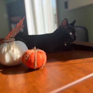 Meet your Posher, Humaniodchica